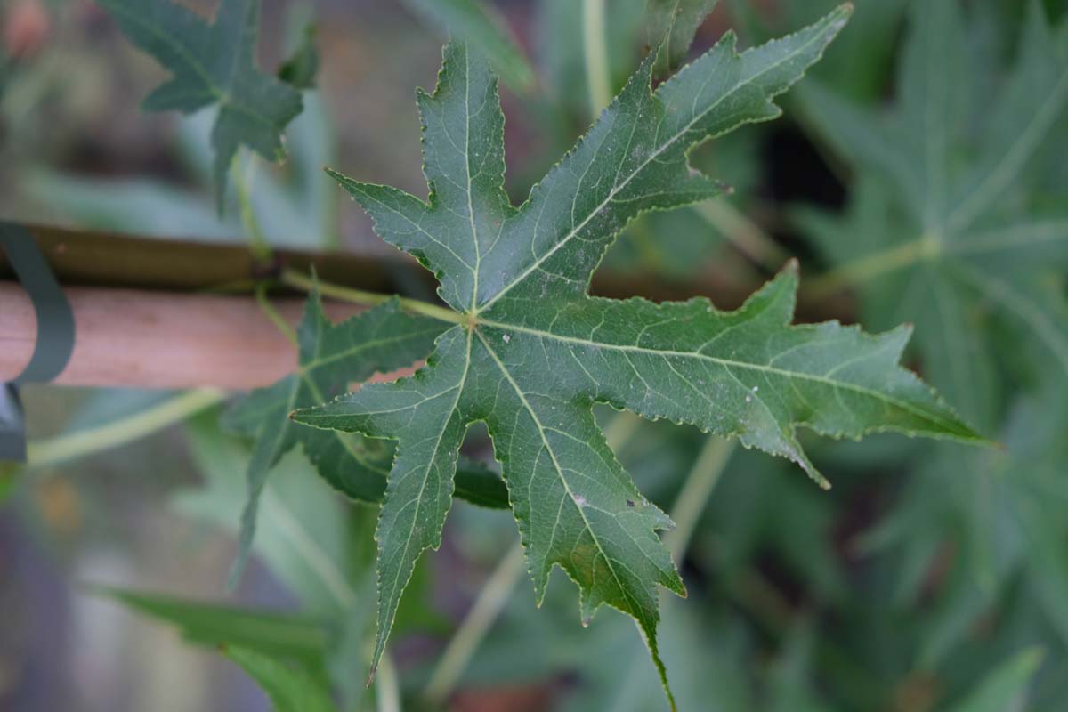 Liquidambar styraciflua 'Stared' op stam blad