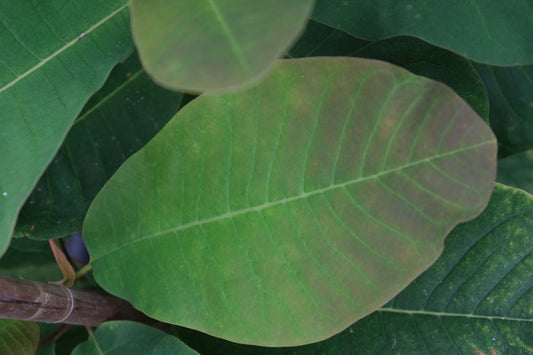 Magnolia obovata Tuinplanten blad