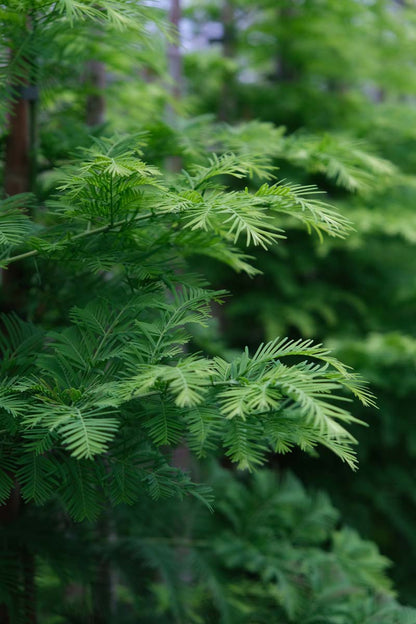 Metasequoia glyptostroboides 'Ogon' op stam blad