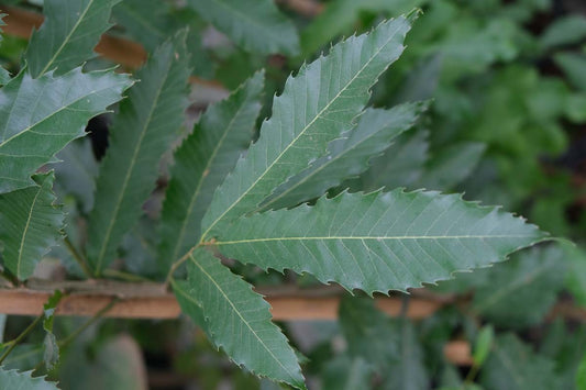 Quercus acutissima Tuinplanten