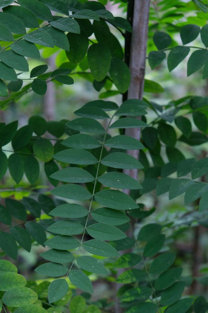 Styphnolobium japonicum solitair blad