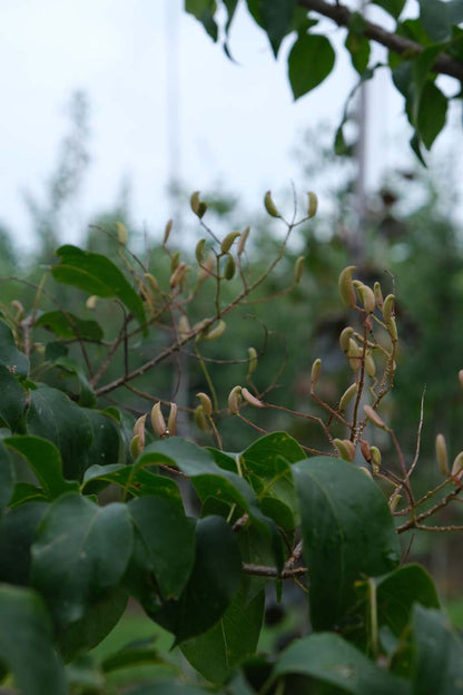 Syringa pekinensis meerstammig / struik blad
