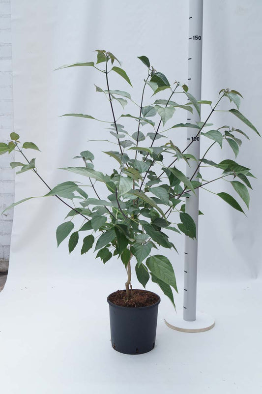 Clerodendrum trichotomum fargesii Tuinplanten tuinplanten