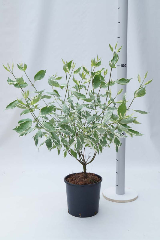 Cornus alba 'Elegantissima' Tuinplanten tuinplanten