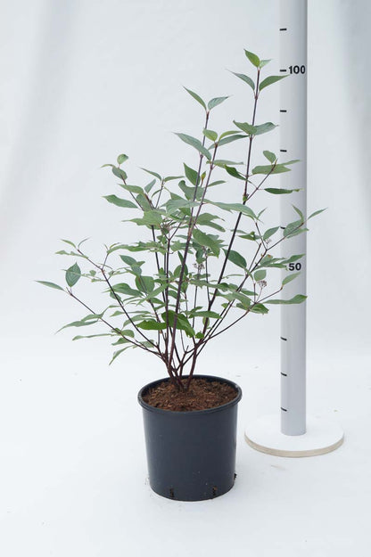 Cornus alba 'Kesselringii' Tuinplanten tuinplanten
