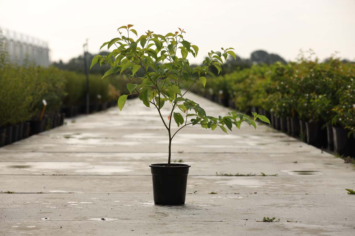 Cornus alternifolia Tuinplanten tuinplanten