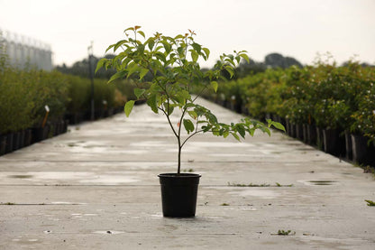 Cornus alternifolia Tuinplanten tuinplanten