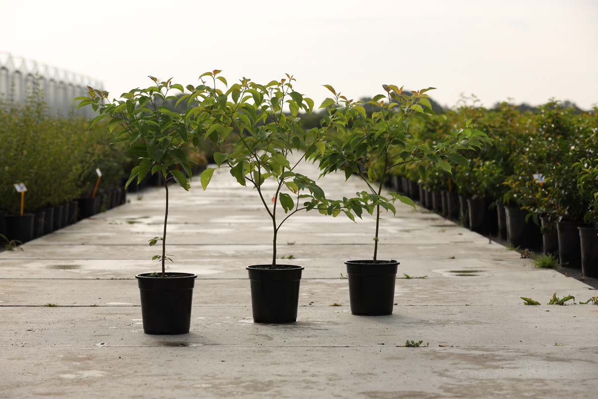 Cornus alternifolia Tuinplanten tuinplanten