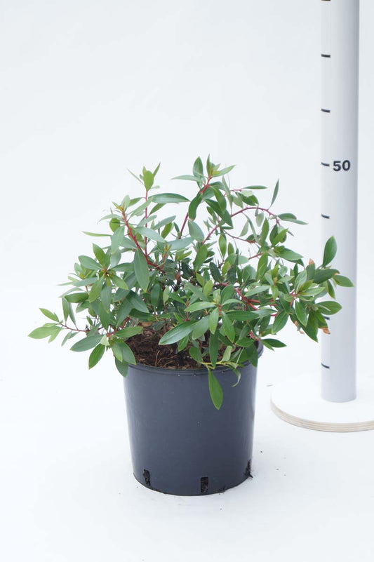 Drimys lanceolata Tuinplanten tuinplanten