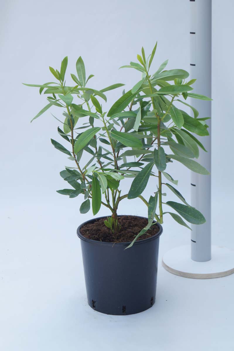 Drimys winteri Tuinplanten tuinplanten