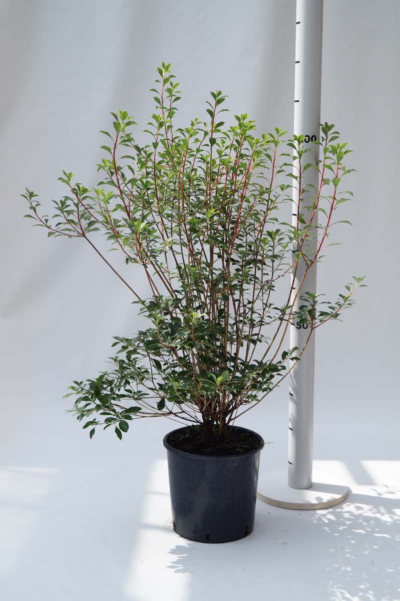 Enkianthus campanulatus Tuinplanten tuinplanten