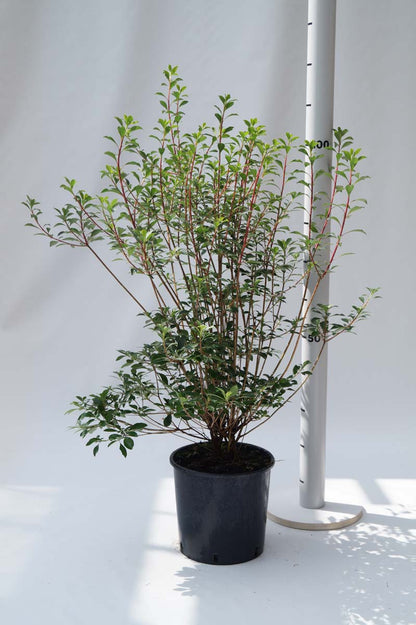 Enkianthus campanulatus Tuinplanten tuinplanten