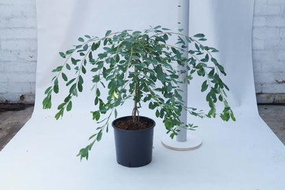 Exochorda 'The Bride' Tuinplanten tuinplanten