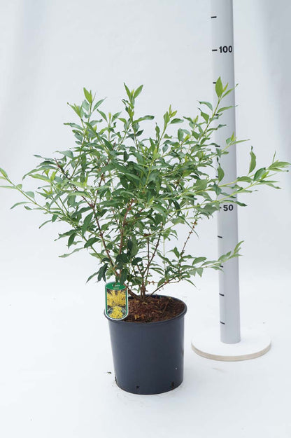 Forsythia intermedia 'Lynwood' Tuinplanten tuinplant