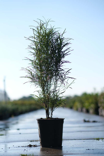 Frangula alnus 'Ron Williams' Tuinplanten tuinplanten