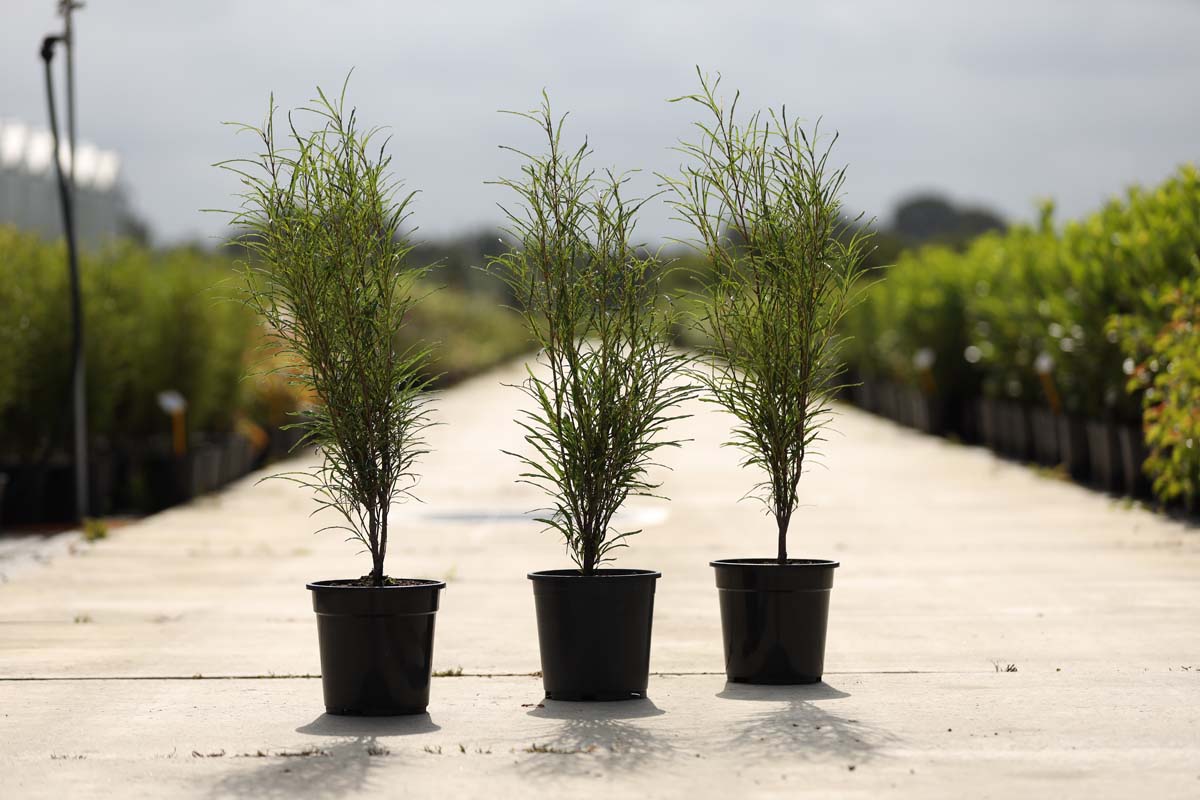 Frangula alnus 'Ron Williams' Tuinplanten tuinplanten