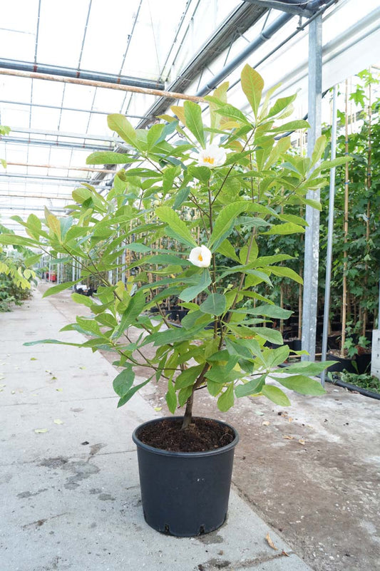 Franklinia alatamaha Tuinplanten tuinplanten