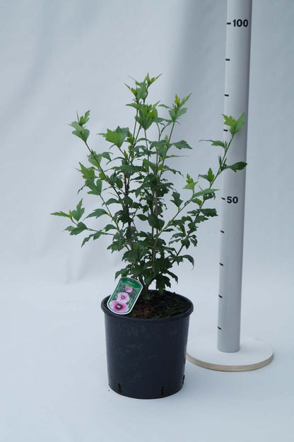 Hibiscus syriacus 'Aphrodite' Tuinplanten tuinplanten