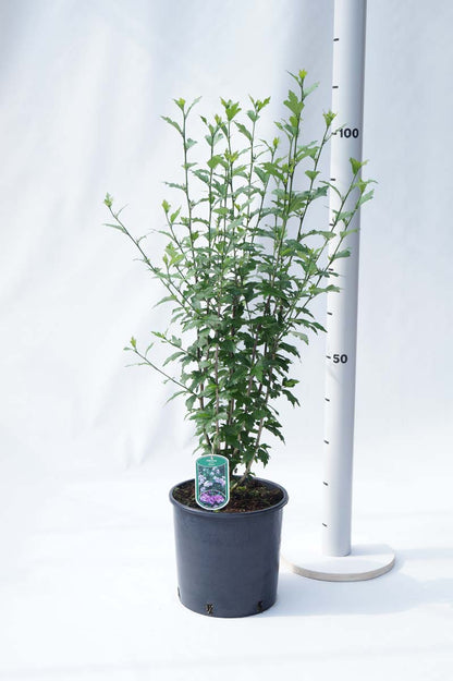 Hibiscus syriacus 'Aphrodite' Tuinplanten tuinplanten