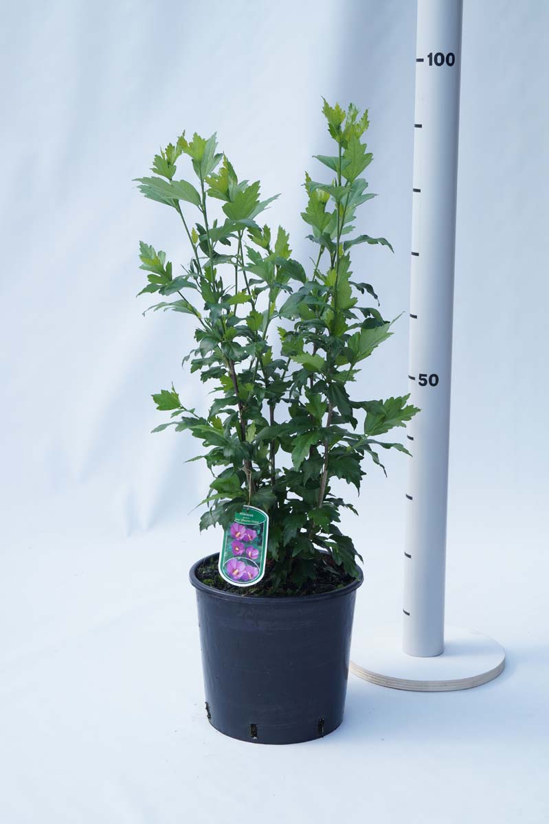 Hibiscus syriacus 'Floru' Tuinplanten