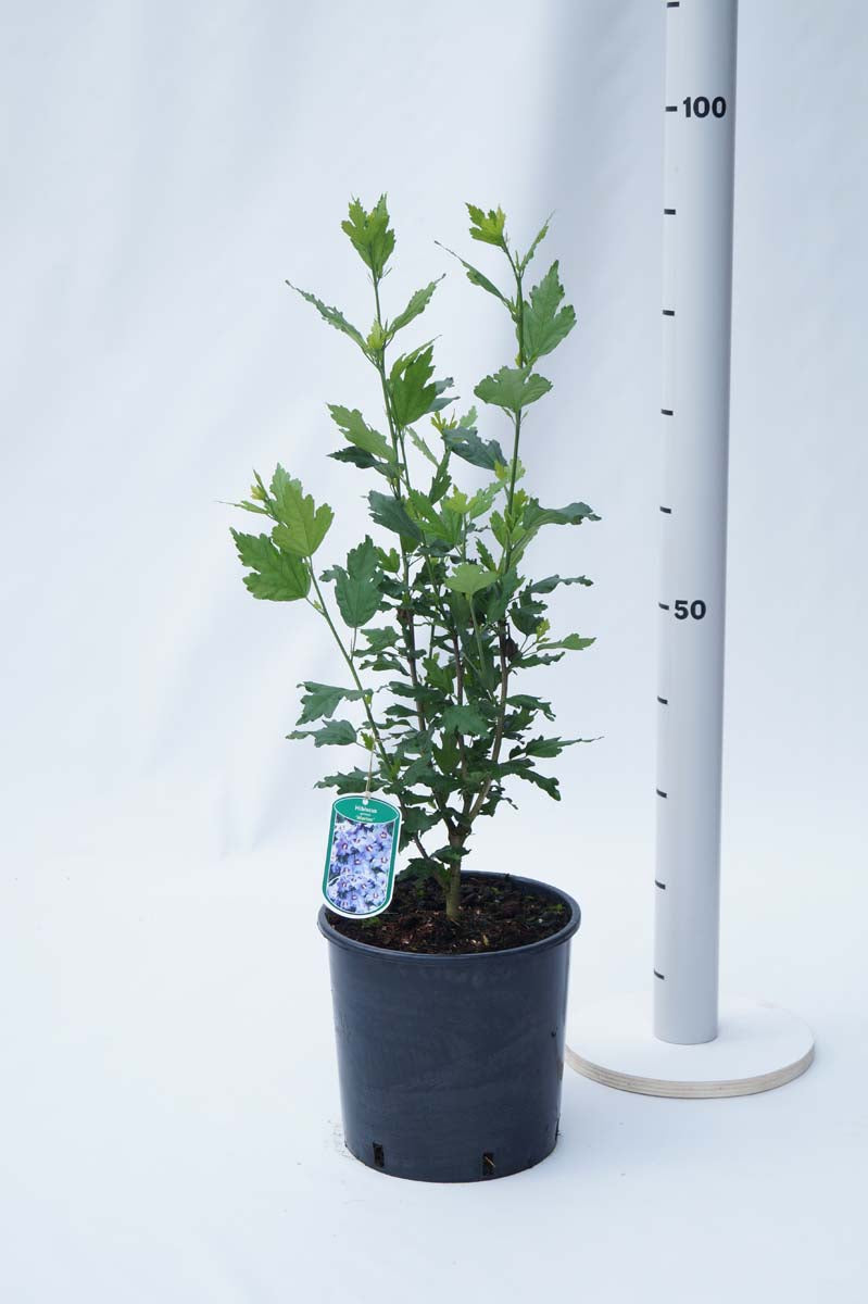 Hibiscus syriacus 'Marina' Tuinplanten tuinplanten