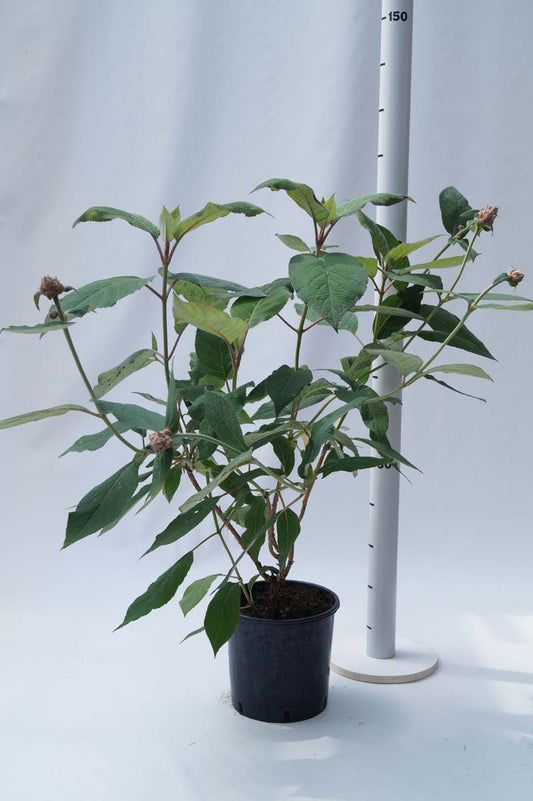 Hydrangea aspera 'Macrophylla' Tuinplanten tuinplanten