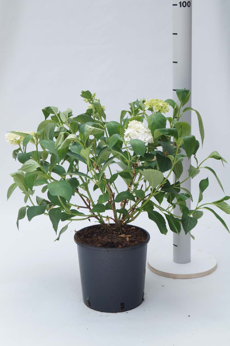 Hydrangea macrophylla 'Madame Emile Mouillère' Tuinplanten tuinplanten