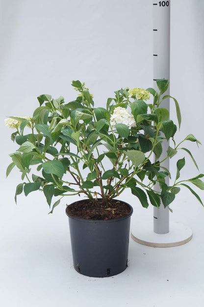Hydrangea macrophylla 'Madame Emile Mouillère' Tuinplanten tuinplanten