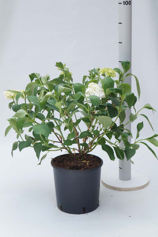 Hydrangea macrophylla 'Madame Emile Mouillère' Tuinplanten tuinplanten