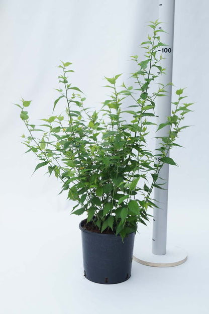 Kerria japonica 'Golden Guinea' Tuinplanten tuinplanten