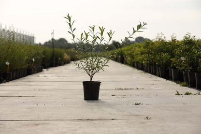 Salix gracilistyla 'Mt. Aso' Tuinplanten tuinplanten