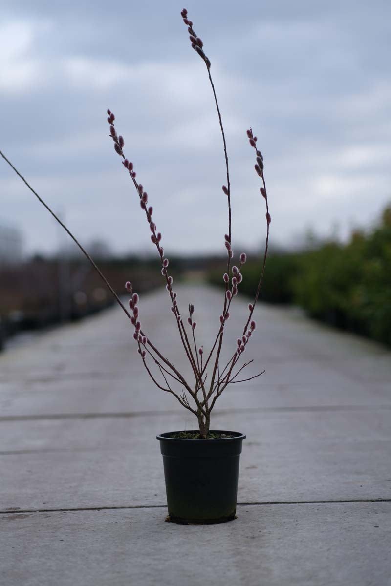 Salix gracilistyla 'Mt. Aso' Tuinplanten tuinplanten