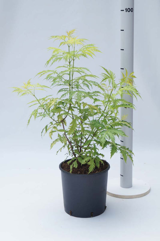 Sambucus racemosa 'Plumosa Aurea' Tuinplanten tuinplanten