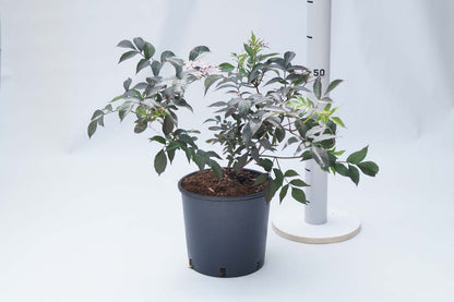 Sambucus nigra 'Gerda' Tuinplanten tuinplanten