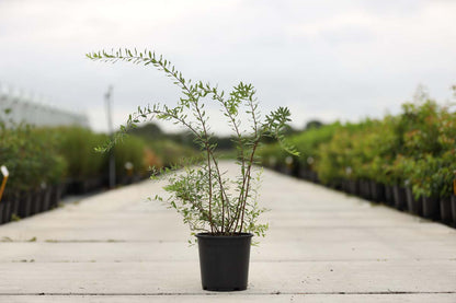 Spiraea cinerea 'Grefsheim' Tuinplanten tuinplanten