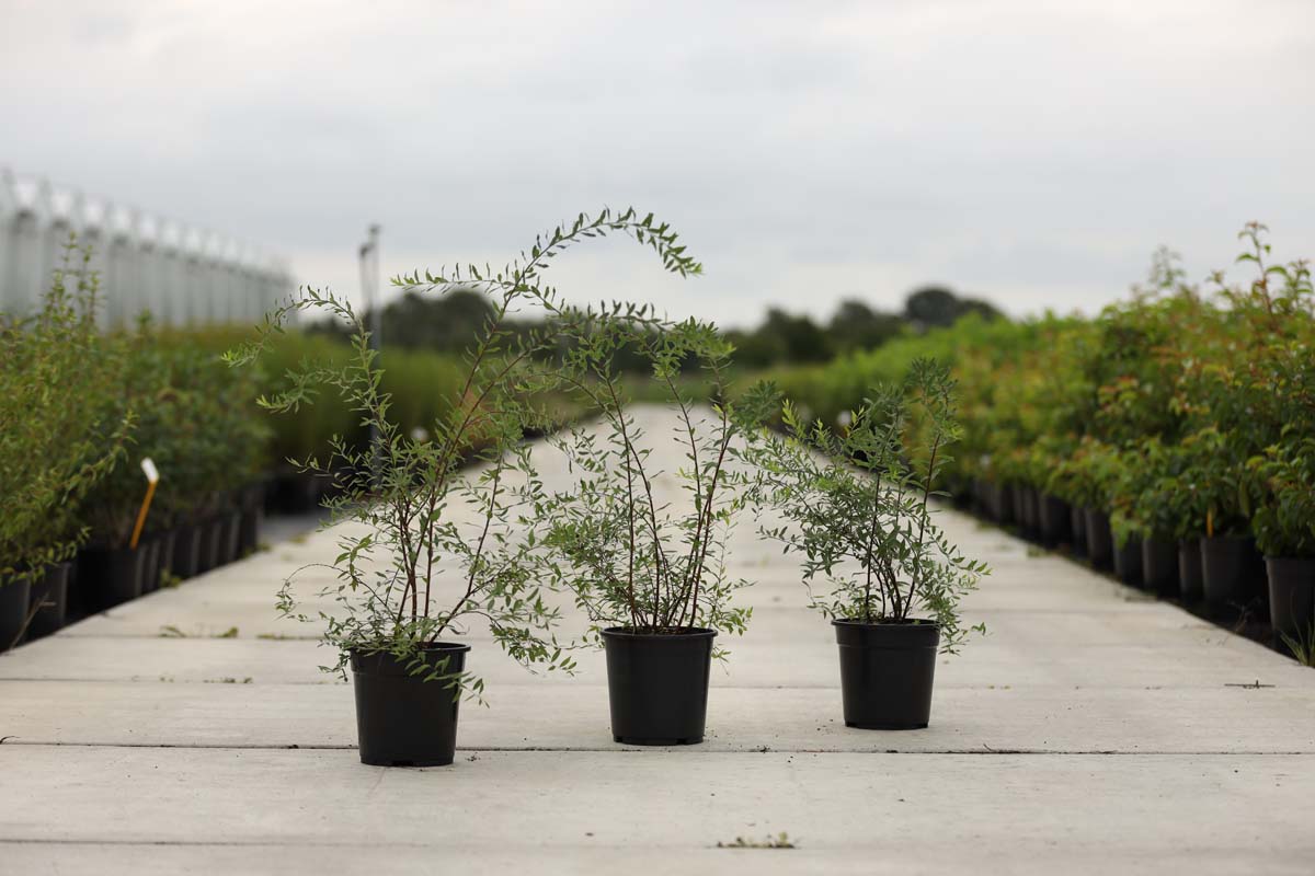 Spiraea cinerea 'Grefsheim' Tuinplanten tuinplanten