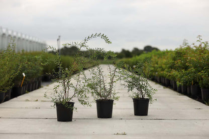 Spiraea cinerea 'Grefsheim' Tuinplanten tuinplanten