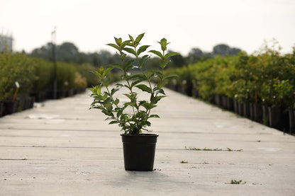 Weigela 'Eva Rathke' Tuinplanten tuinplanten