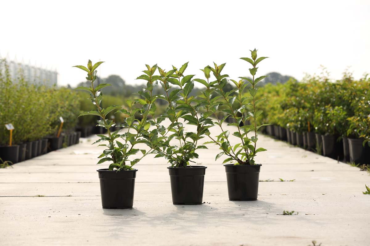 Weigela 'Eva Rathke' Tuinplanten tuinplanten