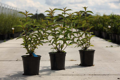 Weigela 'Bristol Ruby' Tuinplanten tuinplanten