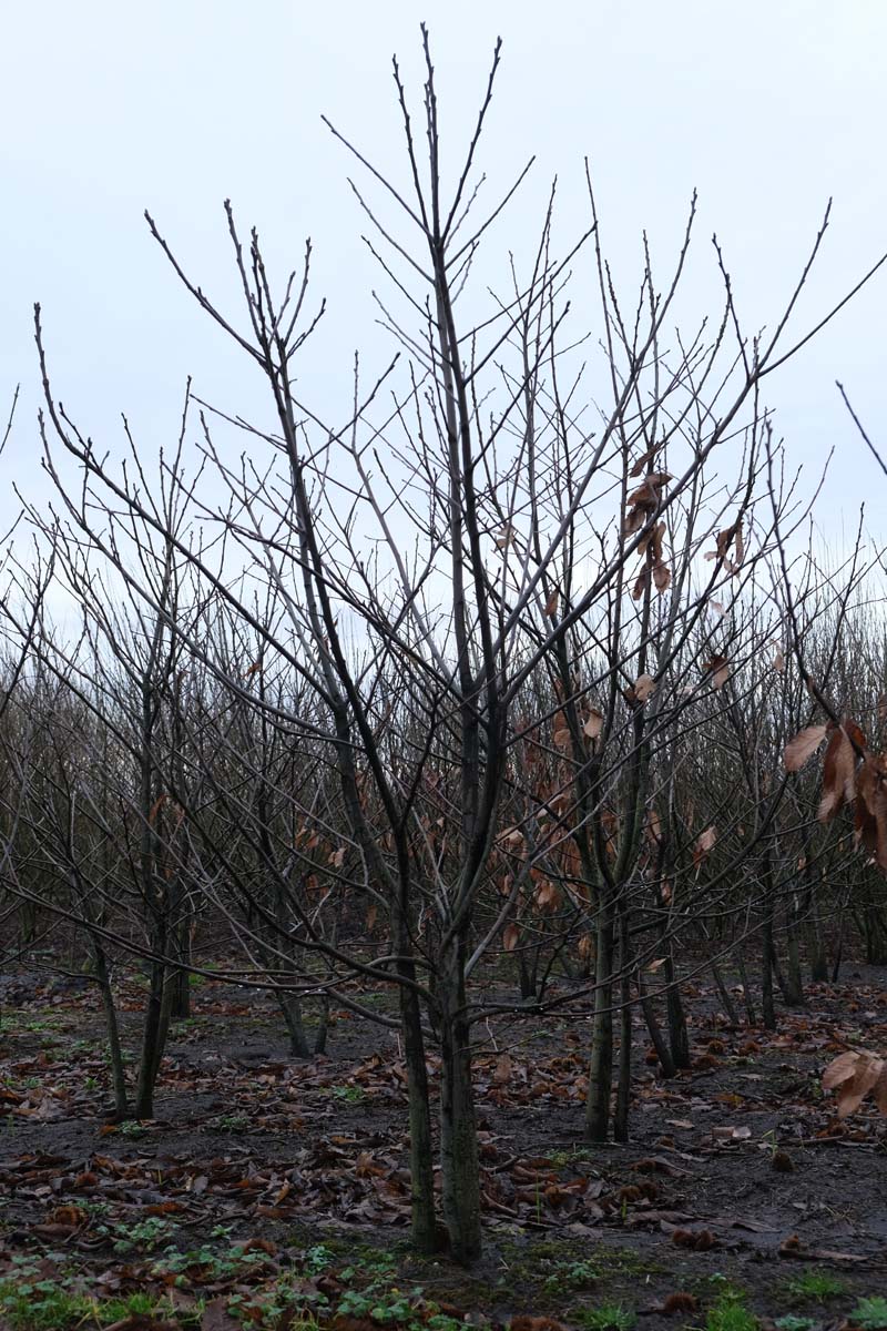 Castanea sativa meerstammig / struik meerstammig