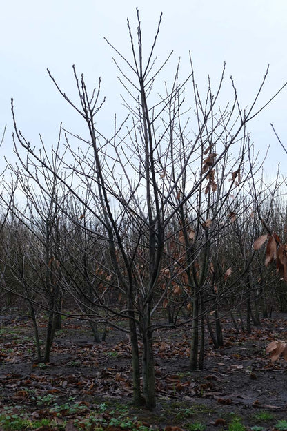 Castanea sativa meerstammig / struik meerstammig