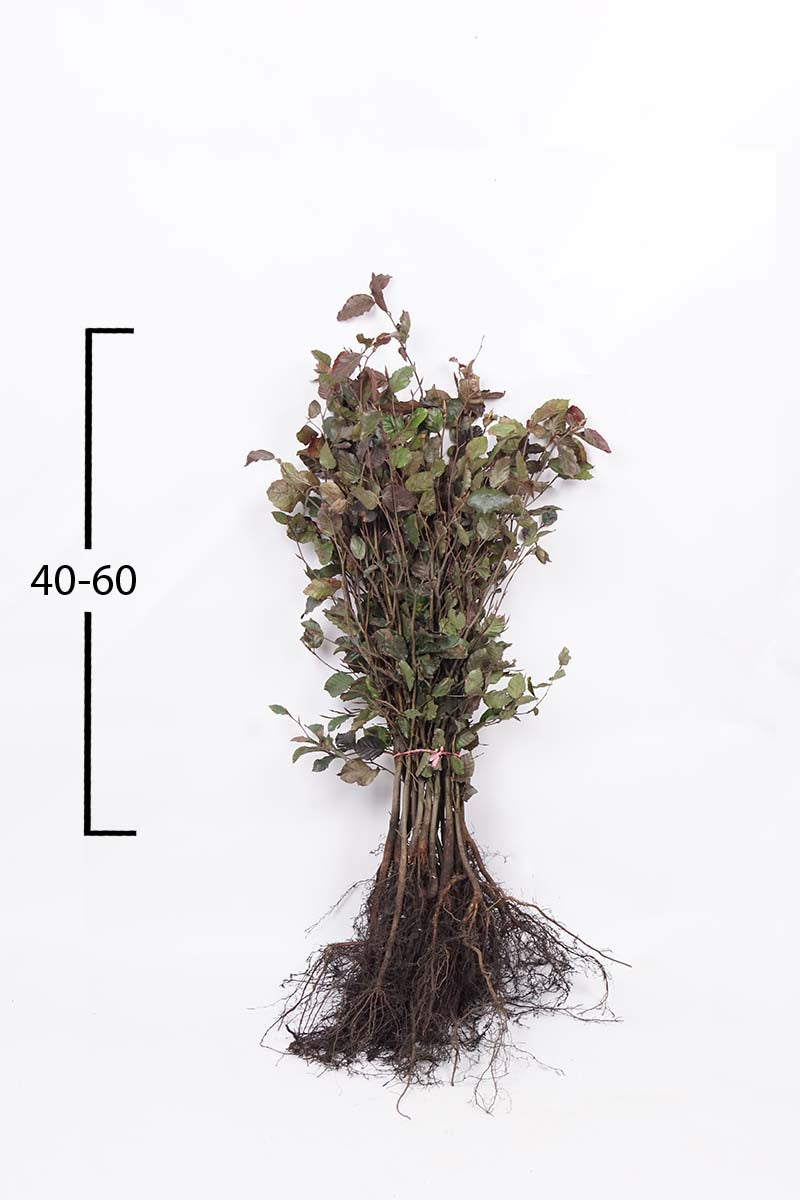 FASATROP40-60WPLANTSOE plantsoen