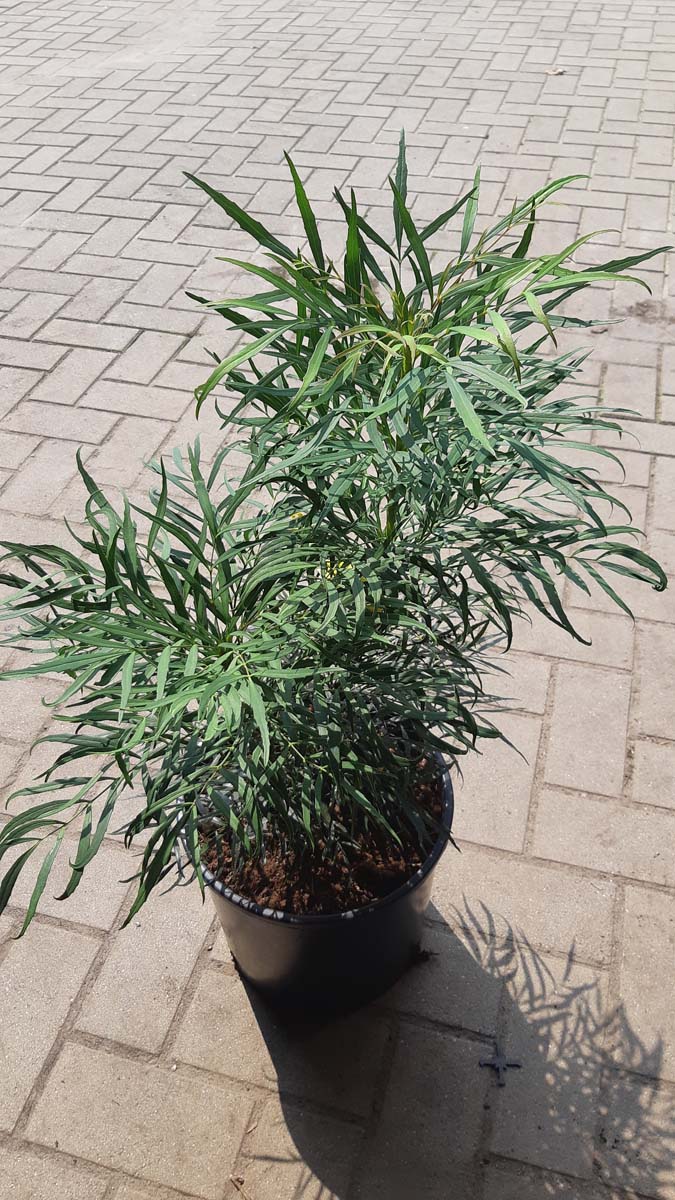 Mahonia eurybracteata 'Soft Caress' Tuinplanten blad