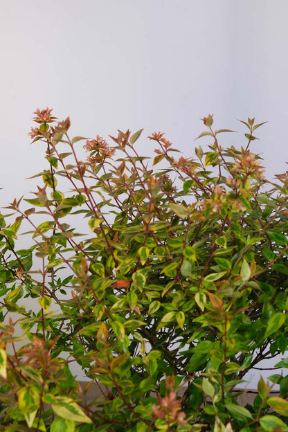 Abelia grandiflora 'Kaleidoscope' blad
