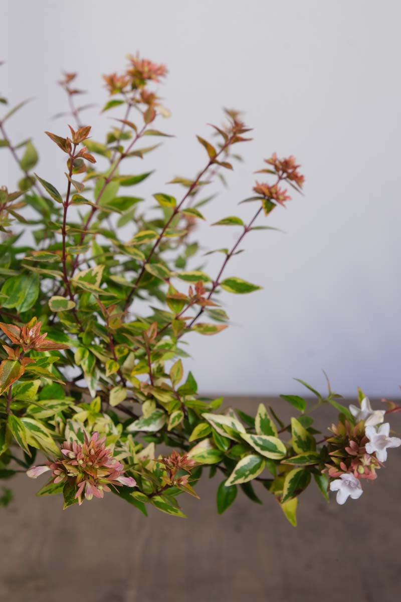 Abelia grandiflora 'Kaleidoscope' bloem
