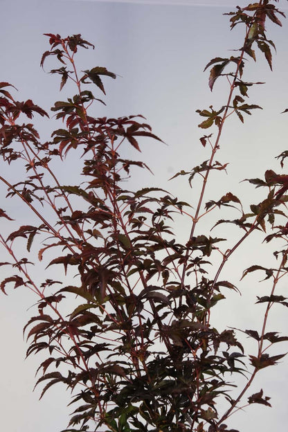 Acer palmatum 'Twombly's Red Sentinel' meerstammig blad