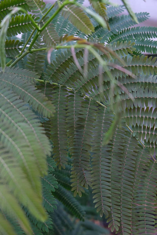 Albizia julibrissin 'Evi's Pride' Tuinplanten blad