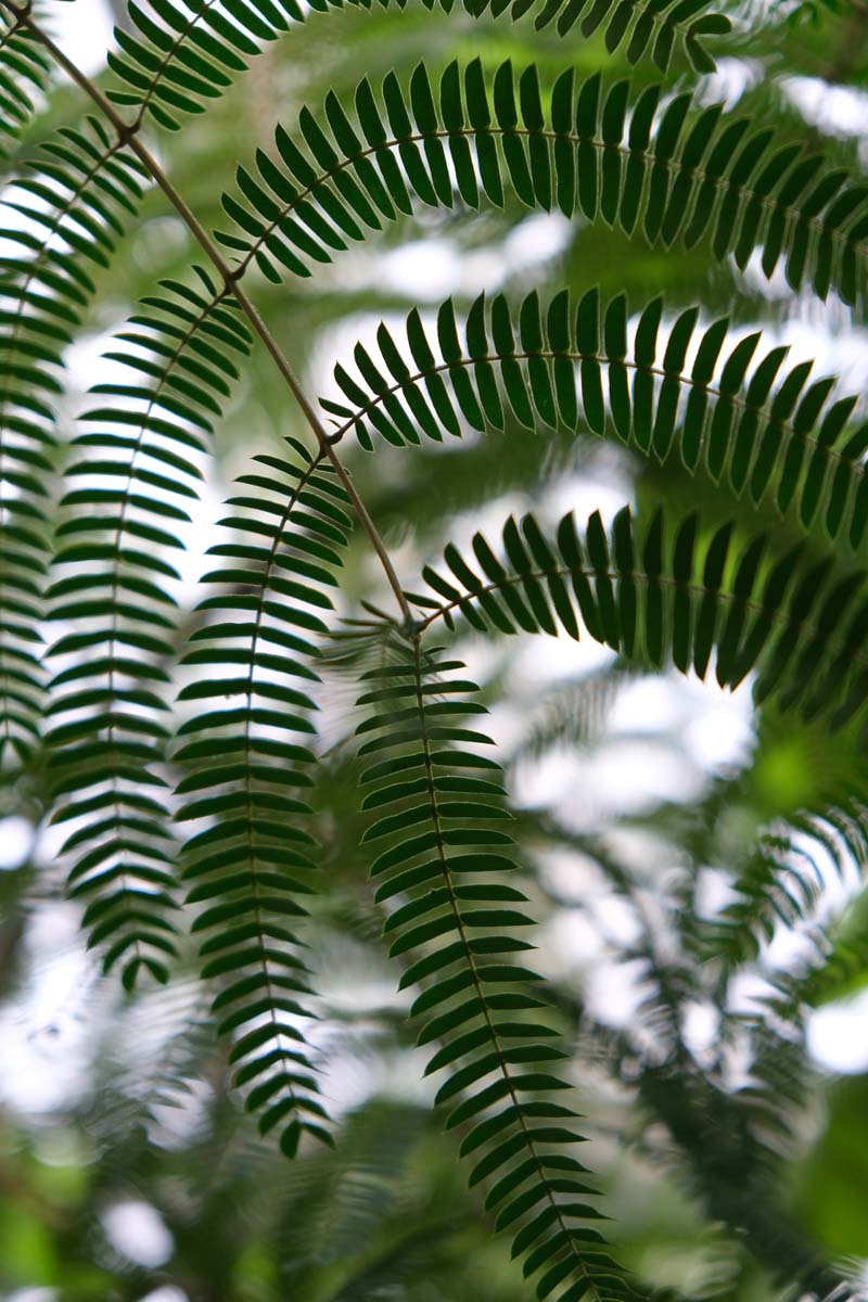 Albizia julibrissin 'NCAJ1' op stam blad
