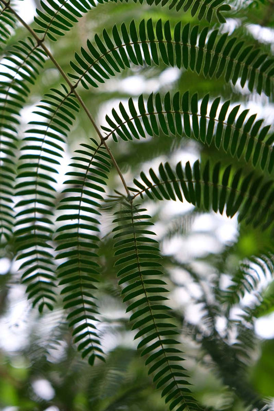 Albizia julibrissin 'NCAJ1' Tuinplanten blad